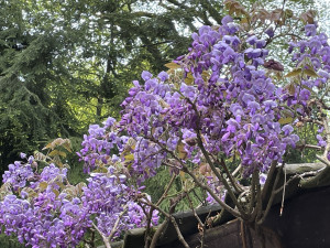 Wisteria brachybotris Okayama 